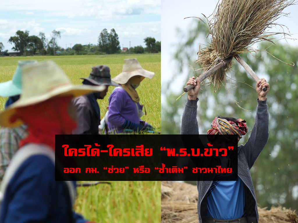 ใครได้-ใครเสีย “พ.ร.บ.ข้าว” ออกกฏหมาย “ช่วย” หรือ “ซ้ำเติม” ชาวนาไทย