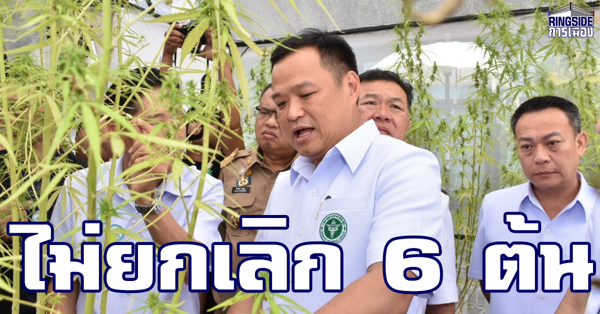 “หมอหนู” ย้ำ พร้อมทำนโยบายกัญชา 6 ต้นอย่างเต็มที่ หวังสภา-ประชาชน ช่วยหนุน