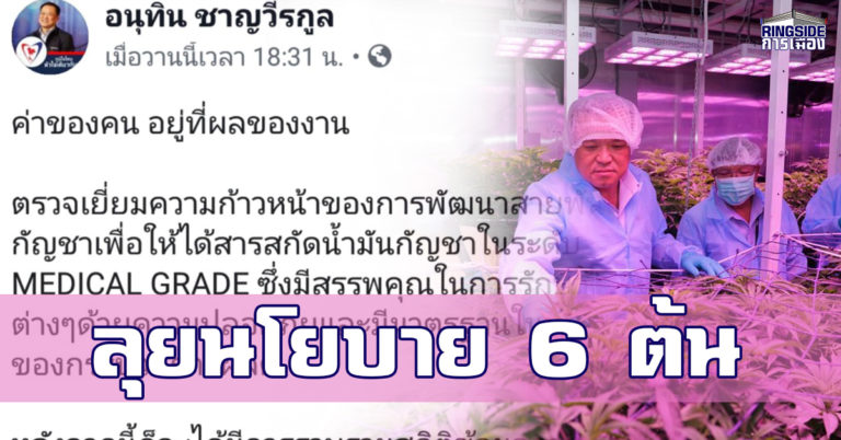 6 ต้นกลับมาแล้ว ! “อนุทิน” โพสต์ FB อธิบายขั้นตอนนโยบายกัญชา ย้ำ เรื่องสำคัญ จะมั่วไม่ได้